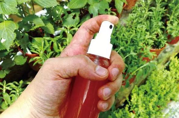 柴米油盐酱醋茶，养花效果不是一般得强！