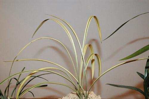 最贵的天价兰花图片,真正的天价兰花图片