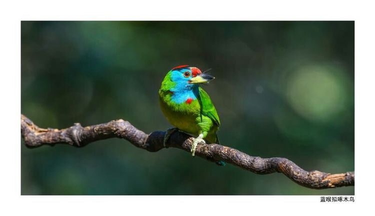 2018年鸟趣日历,太精美了,人手一份,值得收藏!