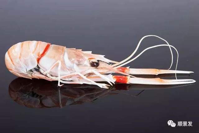 常见虾类区别图解,国内常见的虾类种类有哪些