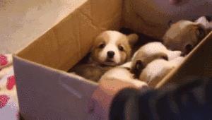 测一测你家狗能活多久!