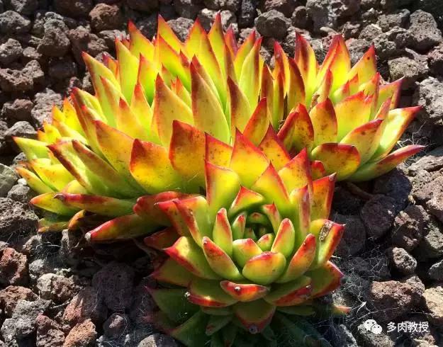 大连多肉在野外的生长环境,常见的一些多肉品种