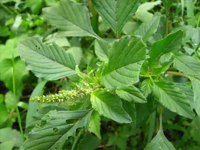 开春挖野菜教你轻松识别18种野菜,您知道春季最养肝护肝的野菜吗