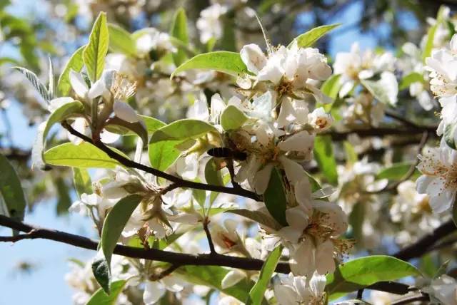 开春挖野菜教你轻松识别18种野菜,您知道春季最养肝护肝的野菜吗