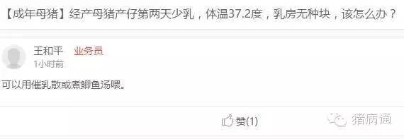 母猪奶水少小猪大小不一怎么办,母猪长痘怎么处理