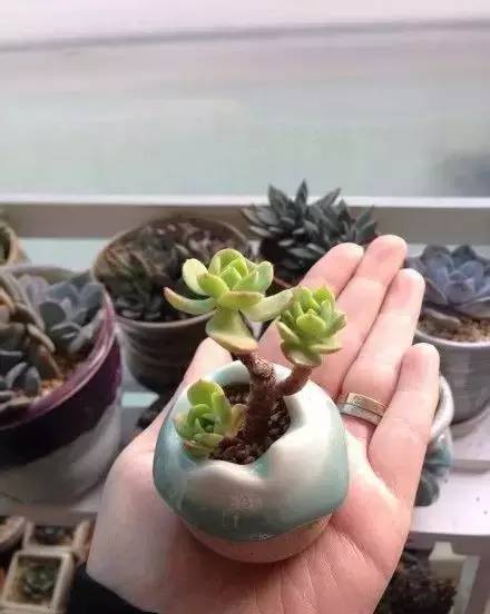 拇指盆栽欣赏,拇指小盆栽