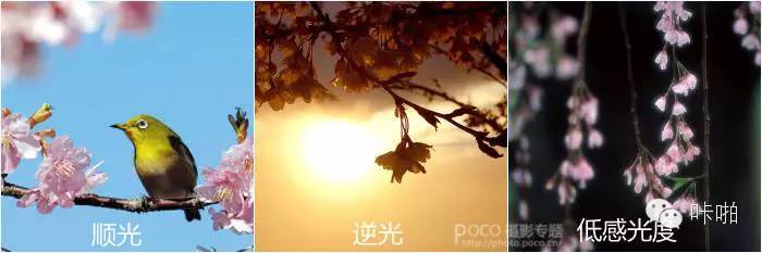 春天樱花摄影作品,春天摄影技巧教程