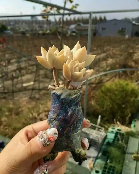 拇指盆栽欣赏,拇指小盆栽