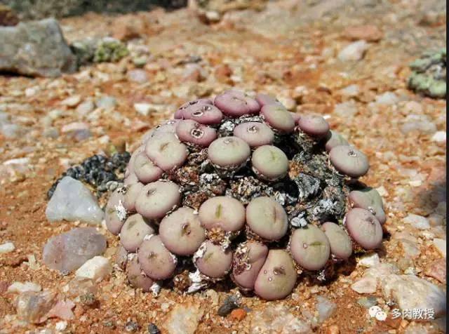 大连多肉在野外的生长环境,常见的一些多肉品种