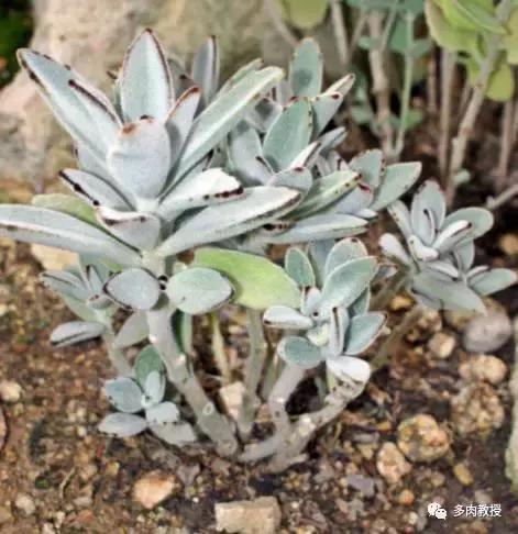 大连多肉在野外的生长环境,常见的一些多肉品种