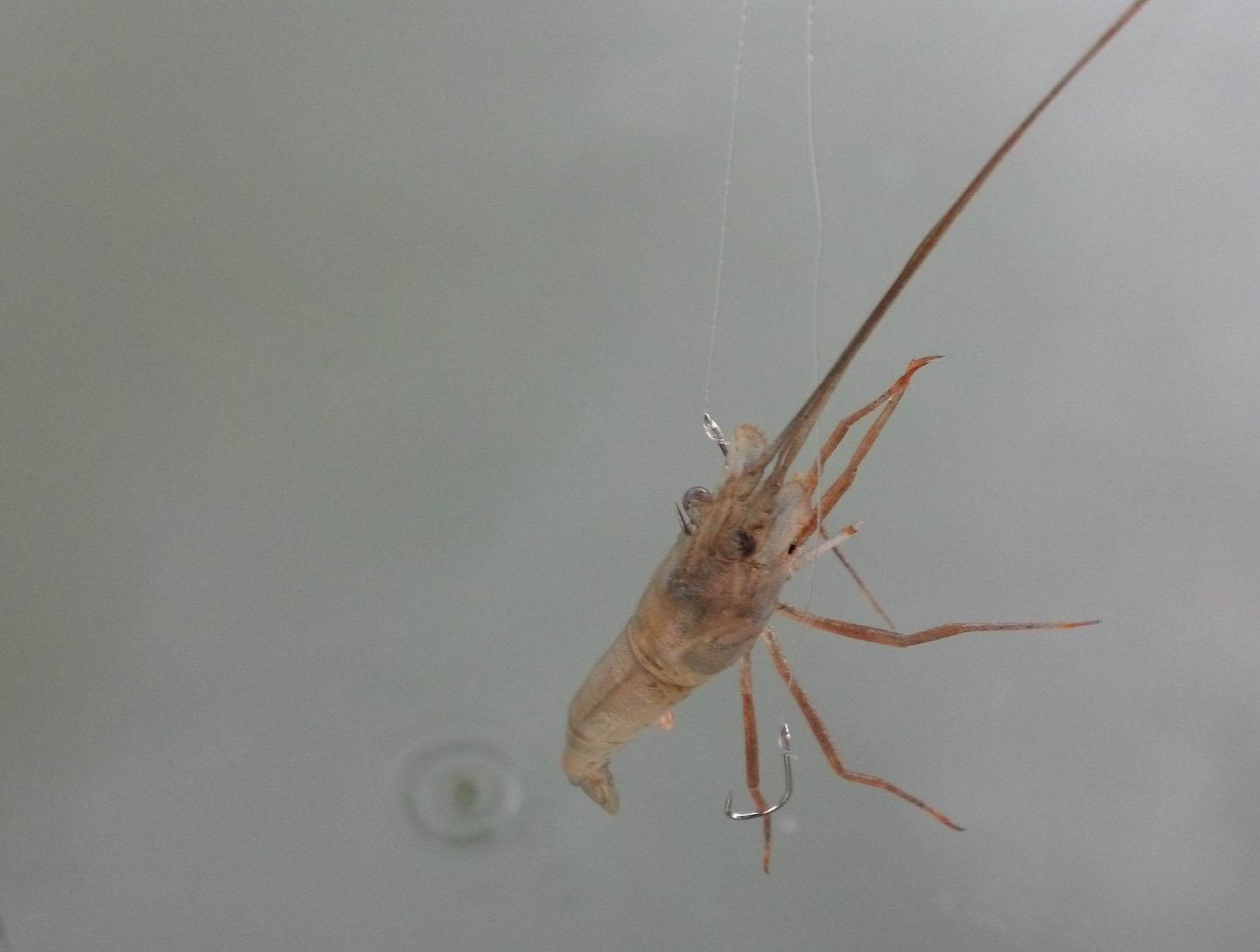 湛江千人钓鱼视频,疯狂钓鱼人钓到了最大的鱼