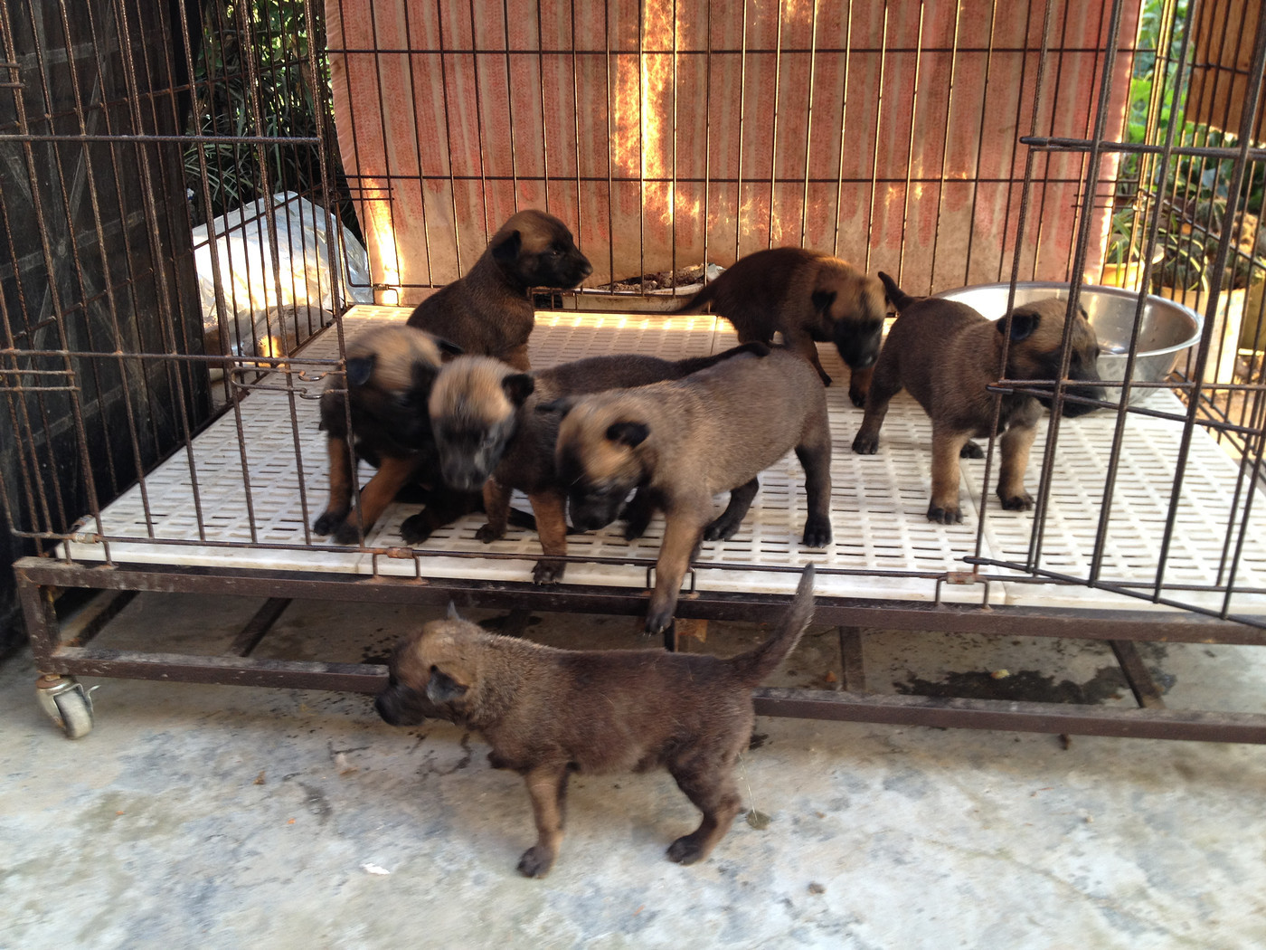 怎样训练有素的马犬幼犬，霸气爆红马犬哪里有