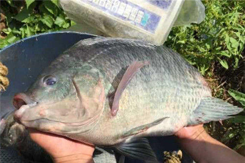 湛江千人钓鱼视频,疯狂钓鱼人钓到了最大的鱼