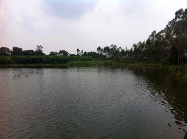 湛江千人钓鱼视频,疯狂钓鱼人钓到了最大的鱼