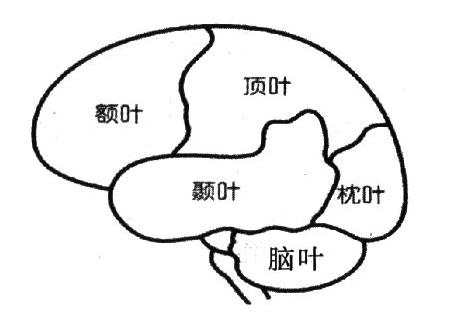 爱因斯坦大脑和平常人大脑对比,爱因斯坦大脑与众不同的奥秘所在