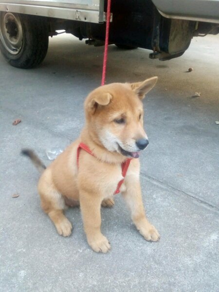 80块钱的土狗,80元一只土狗