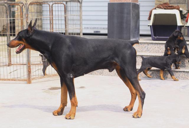 杜宾犬日常养护,关于新手养杜宾犬的详细问题解答