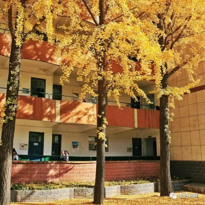 博山区银杏树,博山源泉淄博二中