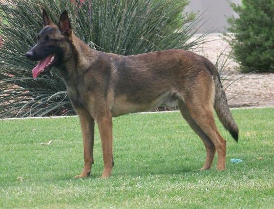 马犬要怎么管理,马犬的稳定性怎么训练