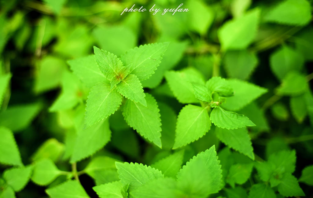 实拍农村常见38种中草药植物,我们身边的中药花草有哪些