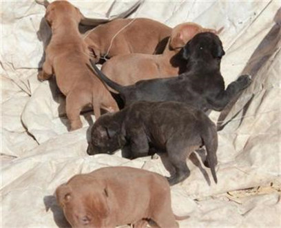 杜高幼犬vs比特幼犬,比特幼犬怎么挑