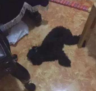 狗狗误食整个火腿肠怎么办,狗狗吃毒香肠怎么办