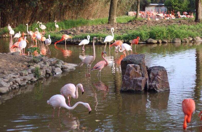 上海动物园和野生动物园哪个好玩,上海野生动物园面积多少平方千米