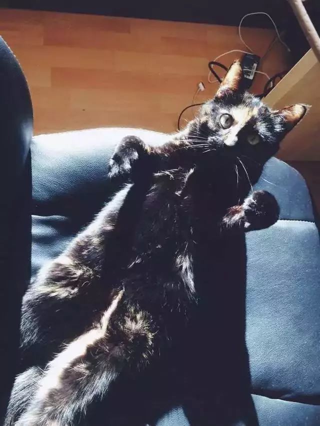 玳瑁猫最丑的猫,玳瑁猫长得好凶