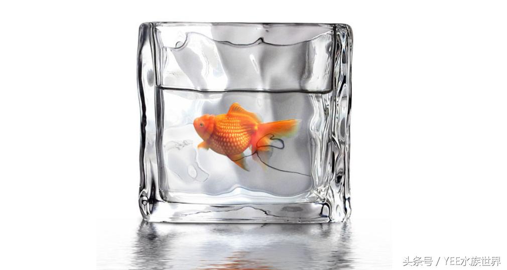 天气太冷金鱼冬眠怎么办,冬天怎么判断金鱼冬眠
