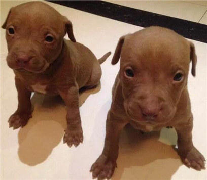 杜高幼犬vs比特幼犬,比特幼犬怎么挑