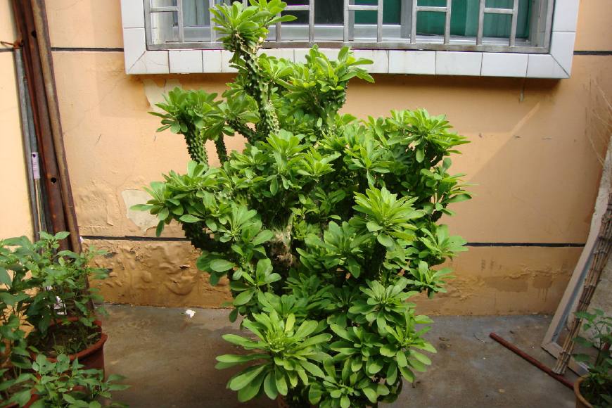 麒麟掌的毒性和危害,麒麟掌的汁液有没有毒素