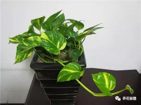 怎样养绿萝花知识大全,绿萝的数学知识