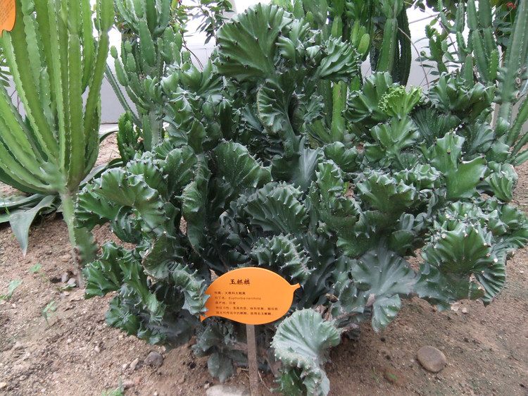 麒麟掌的毒性和危害,麒麟掌的汁液有没有毒素