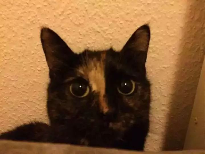 玳瑁猫最丑的猫,玳瑁猫长得好凶