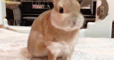 养一只兔子需要做什么,养只兔子做宠物