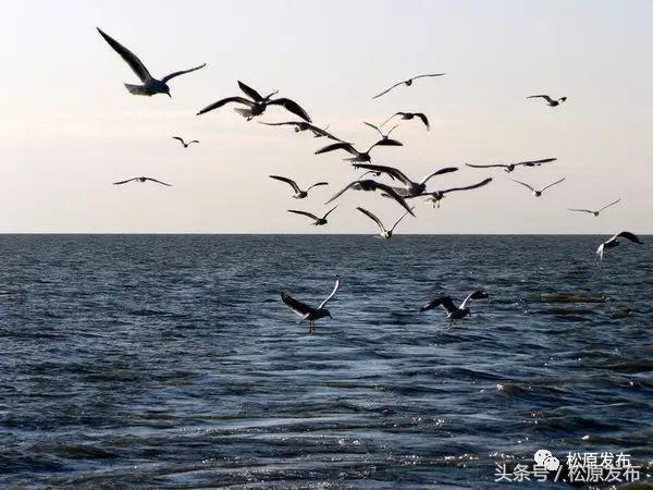 古为皇家贡米，今上国际餐桌！吃大米请您认准松原出品，一般人我不告诉他……