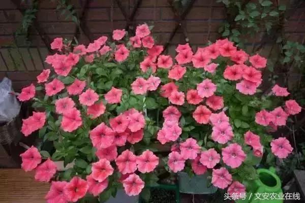 20种植物的形状和养护方法,植物不同时期的施肥