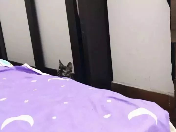 玳瑁猫最丑的猫,玳瑁猫长得好凶