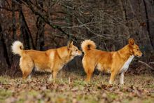 卡南犬性格特征,卡南犬与土狗区别
