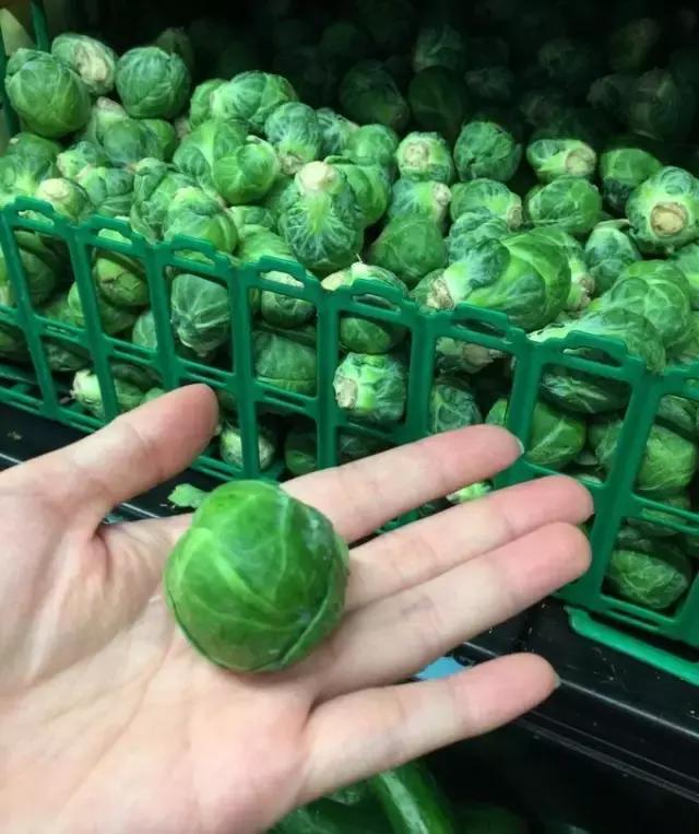 帕劳归来不看海视频,帕劳归来不看海