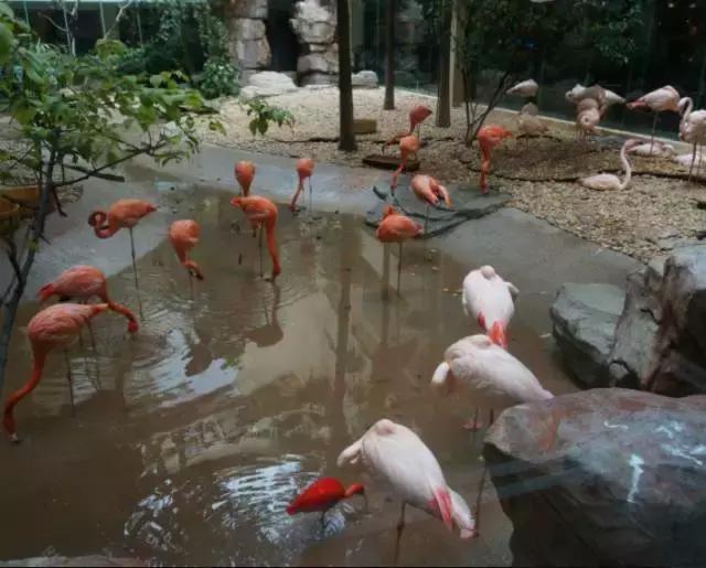 广州长隆游玩攻略自由行,广州长隆最全游玩攻略是什么