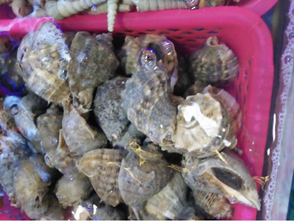 带父母去三亚游玩攻略,爸妈三亚旅游攻略