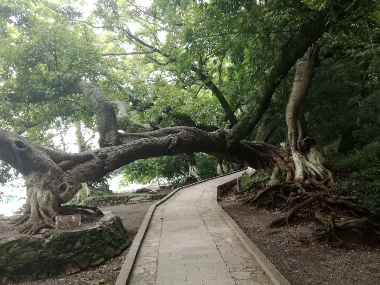 不用网不用钩就能捕到鱼？答案就在这里