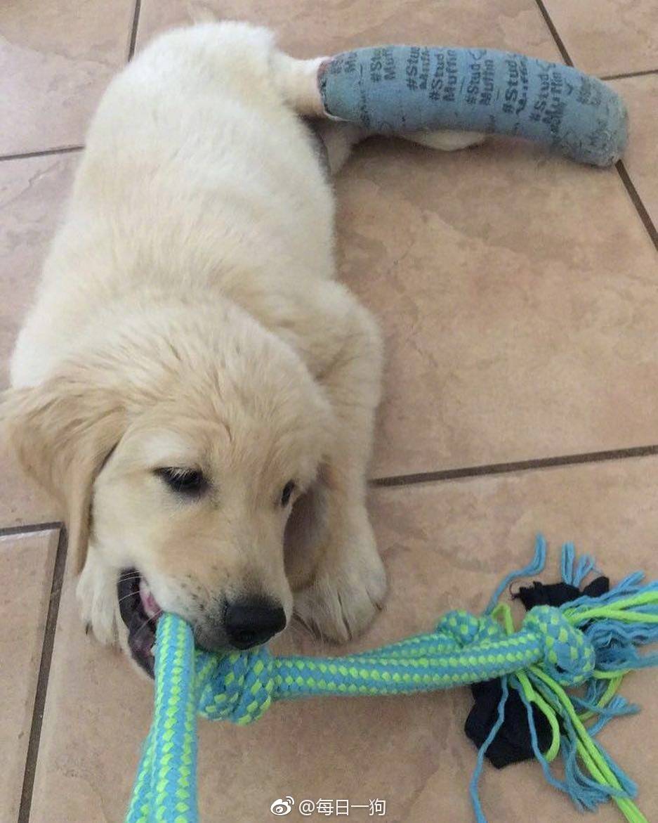 网友家的小金毛Rio秉着不作不死的原则，把腿摔断了还继续作死