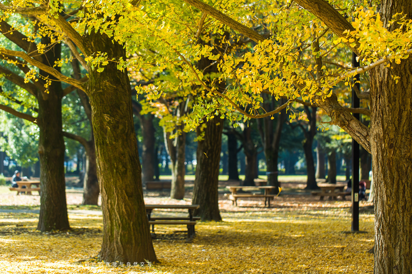 去东京玩用什么攻略,东京攻略东京
