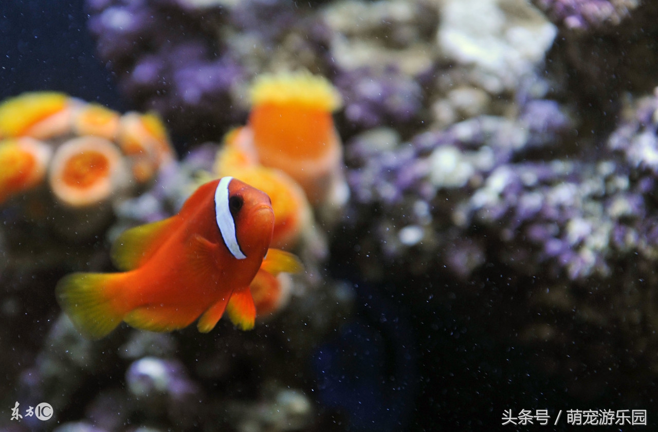 淡水观赏鱼用什么药好使,水产鱼药可以用于观赏鱼