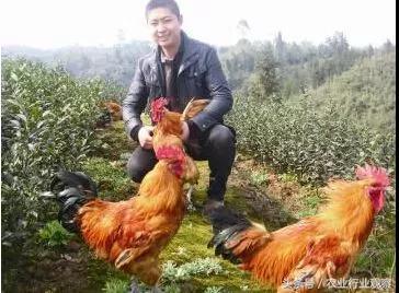 创业小黑板｜鸭稻共生、稻鳖共生、鸡茶共生、稻鱼共生