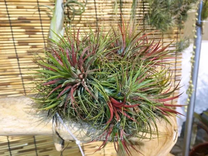 公认最美4种多肉植物图片,2014年上海多肉植物展图片