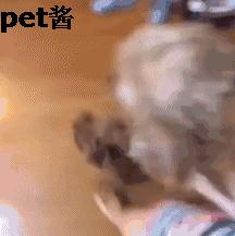 捡到一只泰迪幼狗,路边捡了一窝小泰迪狗好吗