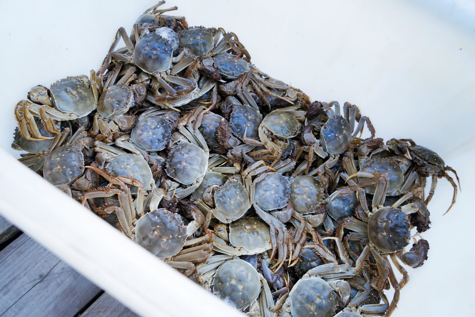 阳澄湖捞出来的大闸蟹,阳澄湖大闸蟹能捞么
